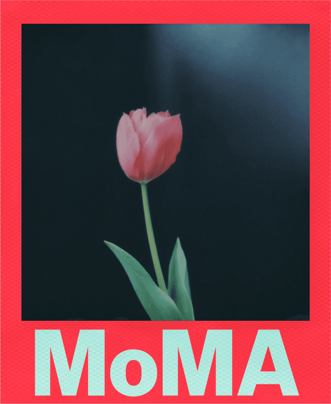 Bilde av Polaroid  Color film for i-Type - Moma Edition