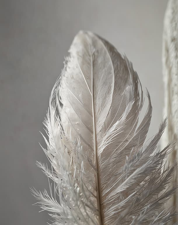 Bilde av Plakat - Feather Touch